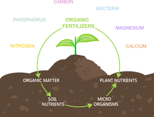 Ways To Restore Your Soil